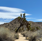 Joshua Tree 🏜️ - Coyote | Heavyweight Tee
